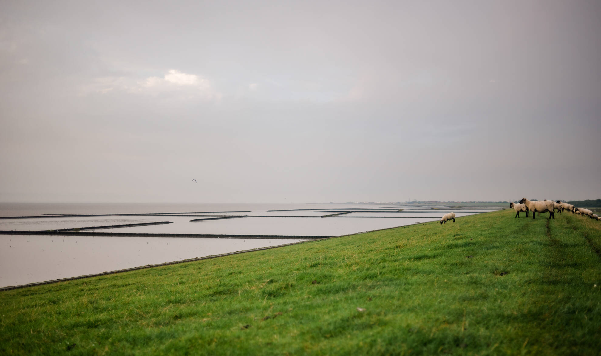 Deichlandschaft neuwesteel norden